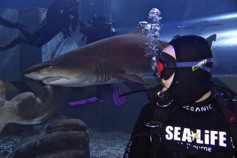 Shark Dive Experience At SEA LIFE Melbourne Aquarium - Coogee Beach Accommodation 2