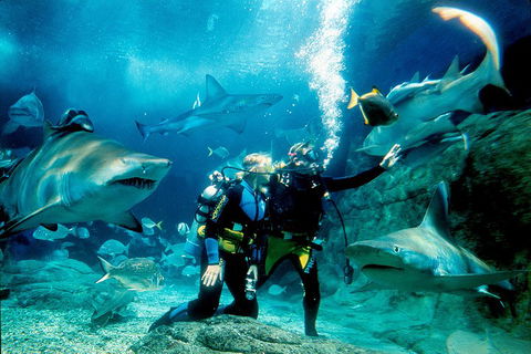 Shark Dive Experience At SEA LIFE Melbourne Aquarium - Coogee Beach Accommodation 3