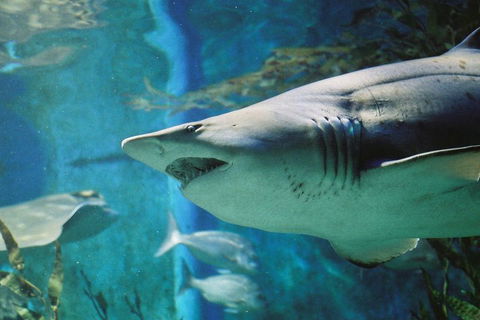 Shark Dive Experience At SEA LIFE Melbourne Aquarium - Coogee Beach Accommodation 4