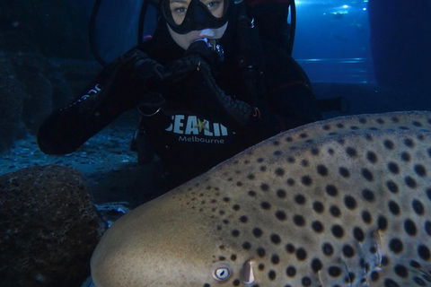 Shark Dive Experience At SEA LIFE Melbourne Aquarium - Coogee Beach Accommodation 5