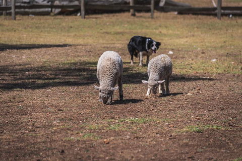 Small-Group Phillip Island Penguin Parade Day Tour From Melbourne - Coogee Beach Accommodation 2