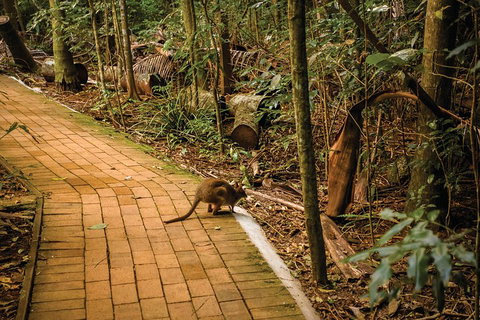 Full Day Sunshine Coast Hinterland Luxury Small Group Tour From Brisbane - Coogee Beach Accommodation 3