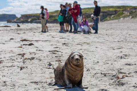 Kangaroo Island In A Day Tour From Adelaide - Coogee Beach Accommodation 0