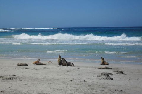 Kangaroo Island In A Day Tour From Adelaide - Coogee Beach Accommodation 1