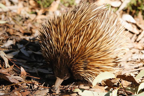 Kangaroo Island In A Day Tour From Adelaide - Coogee Beach Accommodation 2