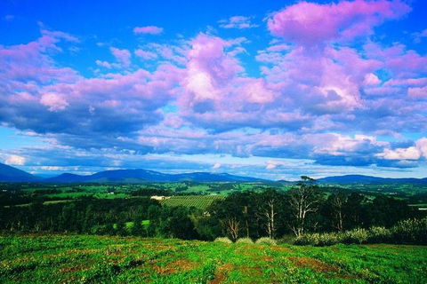 Yarra Valley Wine And Cider Tours By Classic Convertibles From Melbourne - Coogee Beach Accommodation 3