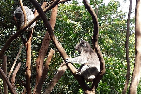 Small-Group Blue Mountains Tour With Bush Walks And Featherdale Wildlife Park - Coogee Beach Accommodation 5