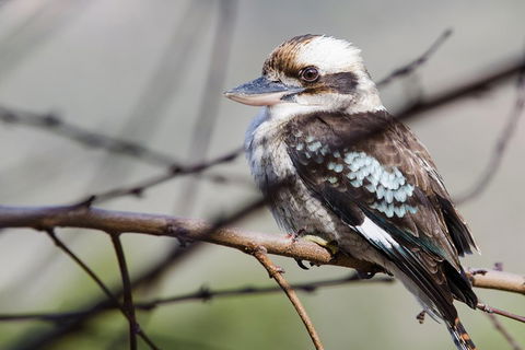 Great Ocean Road To Grampians 2 Day 1 Night Tour From Melbourne To Adelaide - Coogee Beach Accommodation 4