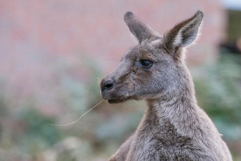 Grampians National Park With Kangaroos And MacKenzie Falls From Melbourne - Coogee Beach Accommodation 0