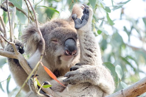 Great Ocean Road Reverse Itinerary With 12 Apostles From Melbourne - Coogee Beach Accommodation 1