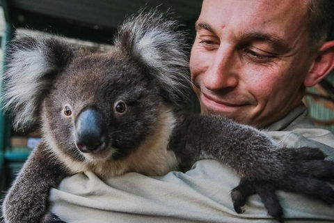 Kangaroos & Koala Encounter Experience (Half Day Private Tour) - Coogee Beach Accommodation 0