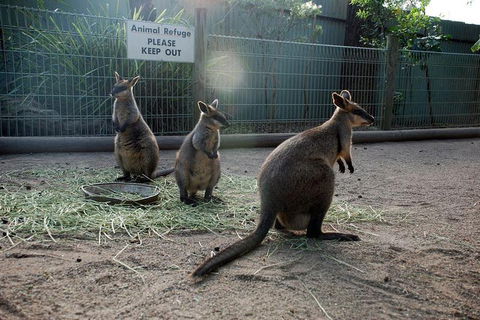 Kangaroos & Koala Encounter Experience (Half Day Private Tour) - Coogee Beach Accommodation 2