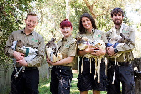 Kangaroos & Koala Encounter Experience (Half Day Private Tour) - Coogee Beach Accommodation 3