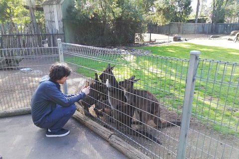 Kangaroos & Koala Encounter Experience (Half Day Private Tour) - Coogee Beach Accommodation 4