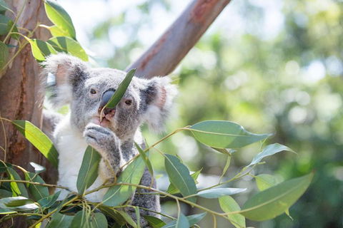 Kangaroos & Koala Encounter Experience (Half Day Private Tour) - Coogee Beach Accommodation 5