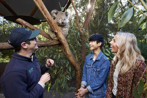VIP Sanctuary Tour At Healesville Sanctuary Ticket - Coogee Beach Accommodation 1