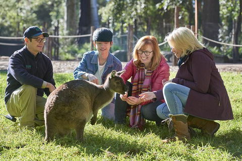 VIP Sanctuary Tour At Healesville Sanctuary Ticket - Coogee Beach Accommodation 2