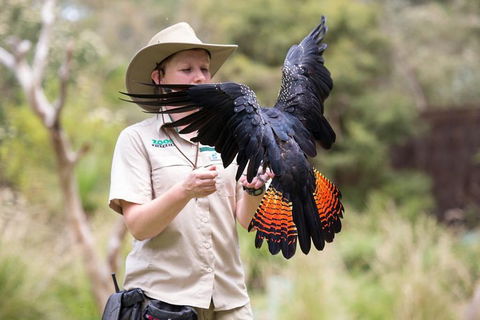 VIP Sanctuary Tour At Healesville Sanctuary Ticket - Coogee Beach Accommodation 5