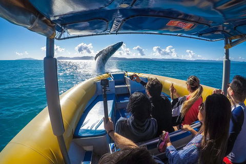 Ocean Rafting Tour To Whitehaven Beach, Hill Inlet Lookout & Top Snorkel Spots - Coogee Beach Accommodation 4