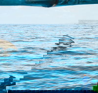 Cruise with Dolphins in Byron Bay - Coogee Beach Accommodation