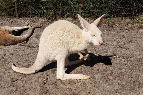 Very Best Of Perth Tour - Wildlife Park & City Highlights Tour - Coogee Beach Accommodation 3