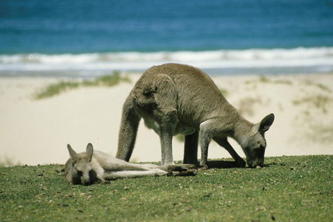 Great Ocean Road Highlights Tour - 2 Days, 1 Night - Coogee Beach Accommodation 2