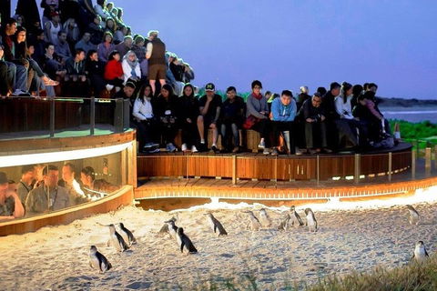 Great Ocean Road & Phillip Island - 3 Days, 2 Nights - Coogee Beach Accommodation 0