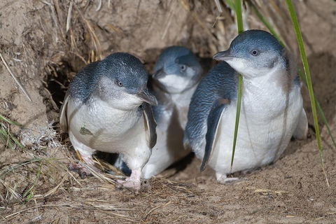 Great Ocean Road & Phillip Island - 3 Days, 2 Nights - Coogee Beach Accommodation 2