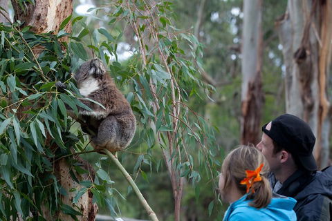 Great Ocean Road & Phillip Island - 3 Days, 2 Nights - Coogee Beach Accommodation 4