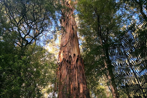 Ultimate Reverse Direction - 12 Apostles, Great Ocean Road - Small Group Tour - Coogee Beach Accommodation 2