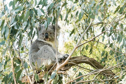 Ultimate Reverse Direction - 12 Apostles, Great Ocean Road - Small Group Tour - Coogee Beach Accommodation 5