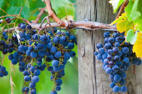 Yarra Valley, Dandenong Ranges Inc. Lunch With Wine,plus Morning Tea,chocolate - Coogee Beach Accommodation 0