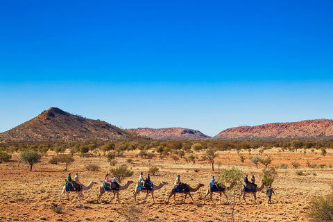 Alice Springs Camel Tour - Coogee Beach Accommodation 0