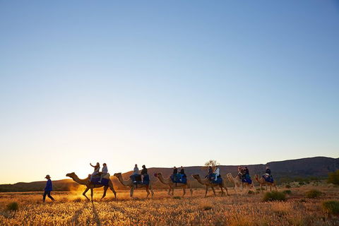 Alice Springs Camel Tour - Coogee Beach Accommodation 1