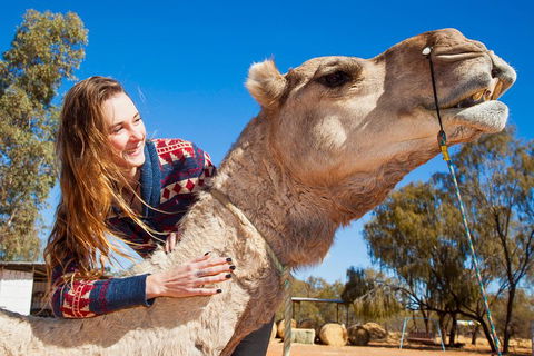 Alice Springs Camel Tour - Coogee Beach Accommodation 2