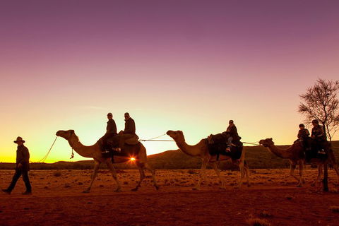 Alice Springs Camel Tour - Coogee Beach Accommodation 4