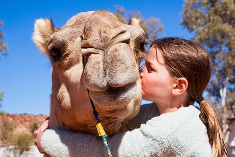Alice Springs Camel Tour - Coogee Beach Accommodation 5