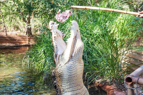 3 In 1 Tour: Matsoâ€™s Brewery, Broome Museum & Malcolm Douglas Crocodile Park - Coogee Beach Accommodation 3
