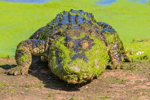 3 In 1 Tour: Matsoâ€™s Brewery, Broome Museum & Malcolm Douglas Crocodile Park - Coogee Beach Accommodation 4
