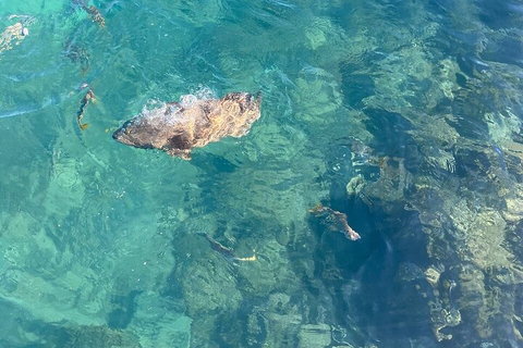 Aquascene Magnetic Island Discovery Tour - Coogee Beach Accommodation 1
