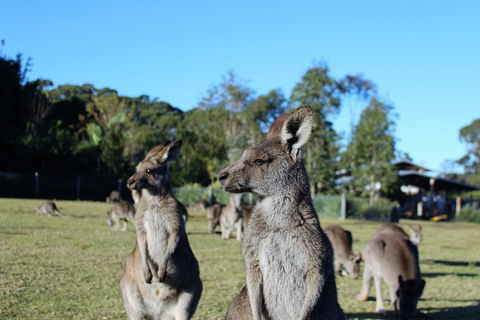 Royal National Park Tour - Coogee Beach Accommodation 2