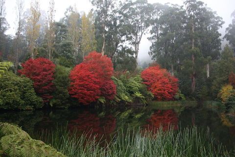 LGBT+ Friendly Full Day Yarra Valley & Dandenong Ranges Private Tour - Coogee Beach Accommodation 2
