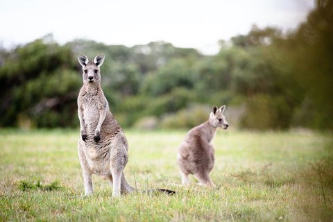 LGBT+ Friendly 3 Day Tour The Grampians, Daylesford & Ballarat - Coogee Beach Accommodation 2