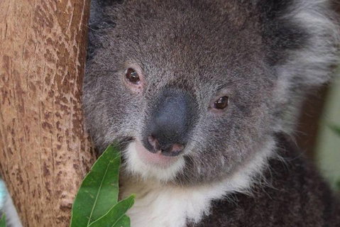 All Inclusive Blue Mountains Small-Group Day Trip From Sydney - Coogee Beach Accommodation 1