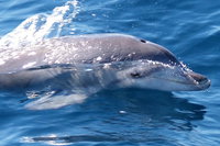 Jervis Bay Dolphin Watch Cruise