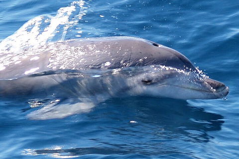 Jervis Bay Dolphin Watch Cruise - Coogee Beach Accommodation 0