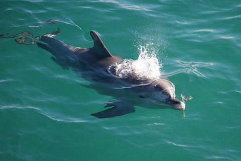 Jervis Bay Dolphin Watch Cruise - Coogee Beach Accommodation 1