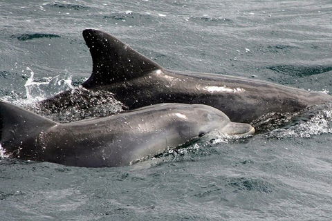 Jervis Bay Dolphin Watch Cruise - Coogee Beach Accommodation 2
