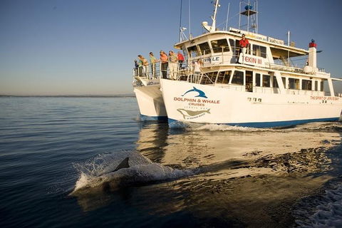 Jervis Bay Dolphin Watch Cruise - Coogee Beach Accommodation 3