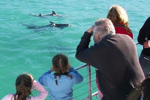 Jervis Bay Dolphin Watch Cruise - Coogee Beach Accommodation 4